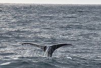 andenes walvis_29-05-2017 (14)