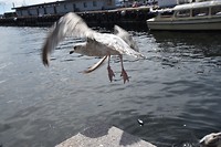 Oslo_17-06-2017 (30)