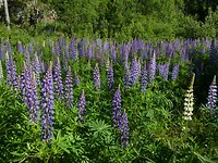 haverud-vanersborg_20-06-2017 (13)