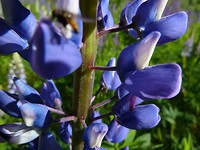 haverud-vanersborg_20-06-2017 (14)