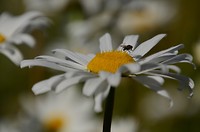 trollehattan-grimeton_21-06-2017 (16)