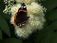 sittersen_26-06-2017 (3)