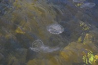 aagtekerke_20-08-2017 (15)