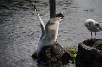 aagtekerke_20-08-2017 (17)