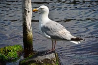 aagtekerke_20-08-2017 (18)