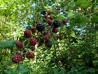 zoutelande wandel_23-08-2017 (2)