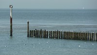 zoutelande wandel_23-08-2017 (5)