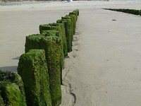 zoutelande wandel_23-08-2017 (8)