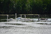 biesbosch_28-08-2017 (5)