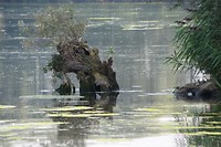 biesbosch_28-08-2017 (6)