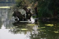 biesbosch_28-08-2017 (7)