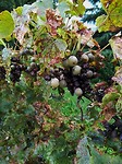 schleich mosel_09-09-2017 (5)
