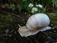 schleich mosel_09-09-2017 (6)