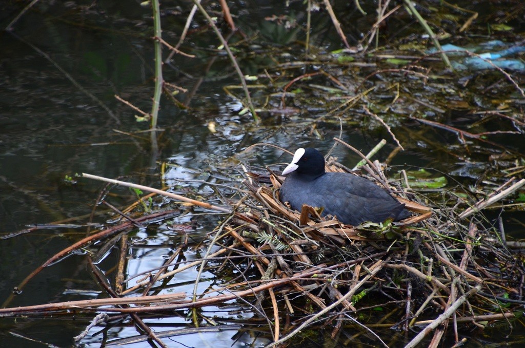 duurstede_03-04-2018 (8)