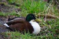 duurstede_03-04-2018 (9)