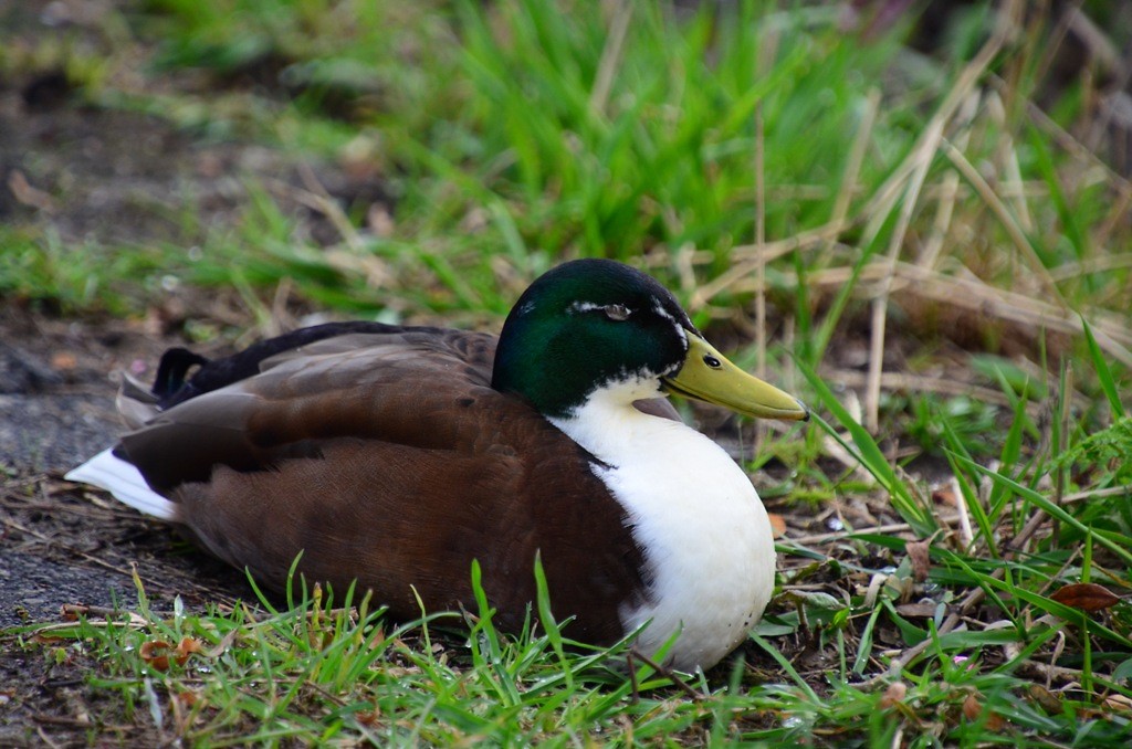 duurstede_03-04-2018 (9)