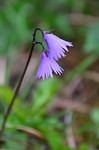Nesselwang-11-05-2018 (15)