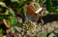 pomponesco_13-05-2018 (3)