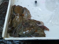 napels2_19-05-2018 (23)