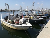 Mesola_8-9-06-2018 (3)