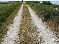 Mesola_8-9-06-2018 (4)