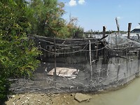 Mesola_8-9-06-2018 (5)