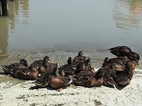 Mesola_8-9-06-2018 (6)