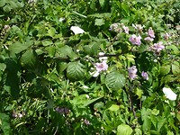 Mesola_8-9-06-2018 (15)