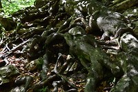 garnitzenklamm_19-06-2018 (6)