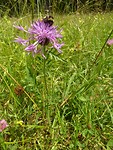 weissensee_22-06-2018 (12)