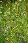 weissensee_23-06-2018 (42)