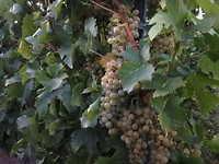 trittenhiem_11-09-2018 (9)