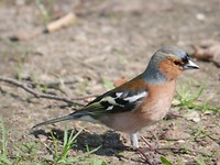 raesfeld_07-04-2019 (17)