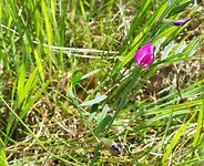 romo_06-06-2019  (5)