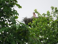 lemvig eo_12-06-2019 (4)