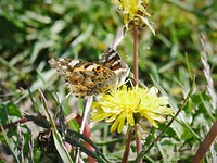 lonstrup_14-06-2019 (20)