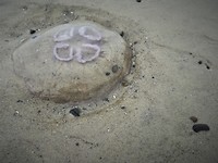 skagen_16-06-2019 (5)