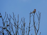 skagen_16-06-2019 (13)