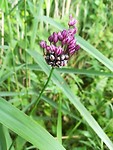 nordborg_26-06-2019 (9)