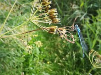 nordborg_26-06-2019 (10)