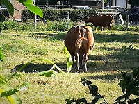 weddelbrook-ditzum_30-06-2019 (2)
