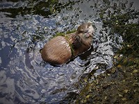 aquazoo_04-07-2019 (6)