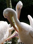 aquazoo_04-07-2019 (8)