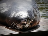 aquazoo_04-07-2019 (10)