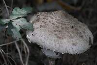 overloon_02-08-2020 (8)