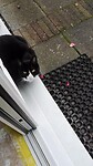 Gastpoes