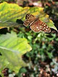 maasduinen_10-10-2020 (2)