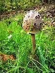 maasduinen_10-10-2020 (3)