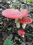 maasduinen_10-10-2020 (4)