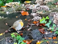 maasduinen_10-10-2020 (11)